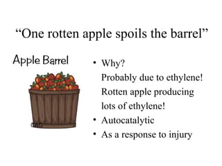 “One rotten apple spoils the barrel”
• Why?
Probably due to ethylene!
Rotten apple producing
lots of ethylene!
• Autocatalytic
• As a response to injury
 