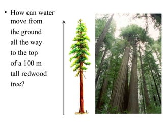 • How can water
move from
the ground
all the way
to the top
of a 100 m
tall redwood
tree?
 