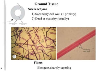 Ground Tissue
Sclerenchyma
1) Secondary cell wall (+ primary)
2) Dead at maturity (usually)
Fibers
Elongate, sharply tapering
 