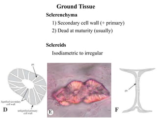 Ground Tissue
Sclerenchyma
1) Secondary cell wall (+ primary)
2) Dead at maturity (usually)
Sclereids
Isodiametric to irregular
 