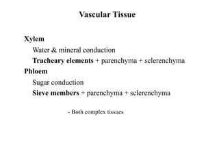 Vascular Tissue
Xylem
Water & mineral conduction
Tracheary elements + parenchyma + sclerenchyma
Phloem
Sugar conduction
Sieve members + parenchyma + sclerenchyma
- Both complex tissues
 
