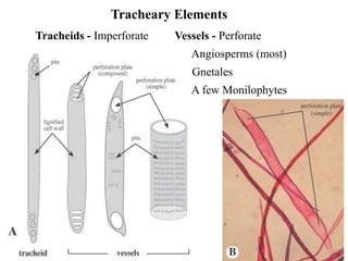 Tracheary Elements
Tracheids - Imperforate Vessels - Perforate
Angiosperms (most)
Gnetales
A few Monilophytes
 