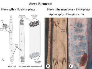 Sieve Elements
Sieve cells - No sieve plates Sieve tube members - Sieve plates
Apomorphy of Angiosperms
 