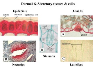 Dermal & Secretory tissues & cells
Epidermis Glands
Laticifers
Nectaries
Stomates
 