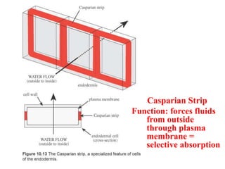 Casparian Strip
Function: forces fluids
from outside
through plasma
membrane =
selective absorption
 