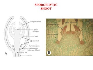 SPOROPHYTIC
SHOOT
 