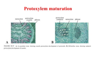 Protoxylem maturation
 