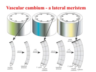 Vascular cambium - a lateral meristem
 