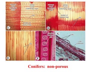 Conifers: non-porous
 