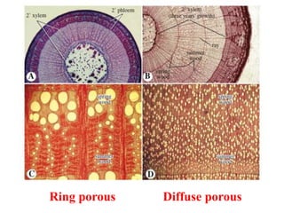 Ring porous Diffuse porous
 