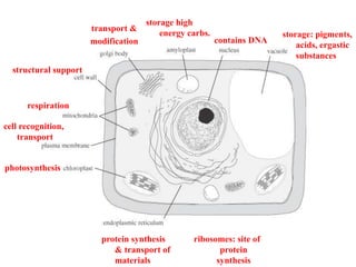 contains DNA
storage: pigments,
acids, ergastic
substances
respiration
protein synthesis
& transport of
materials
transport &
modification
photosynthesis
cell recognition,
transport
structural support
ribosomes: site of
protein
synthesis
storage high
energy carbs.
 