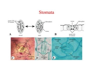 Stomata
 