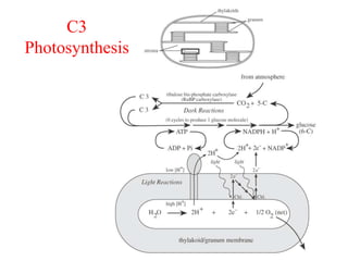 C3
Photosynthesis
 