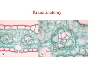 Kranz anatomy
 