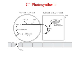 C4 Photosynthesis
 