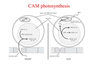 CAM photosynthesis
 