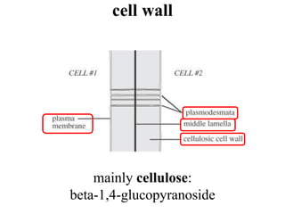 cell wall
mainly cellulose:
beta-1,4-glucopyranoside
 