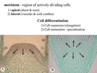 meristem - region of actively dividing cells
1) apical (shoot & root);
2) lateral (vascular & cork cambia)
Cell differentiation:
1) Cell expansion (elongation)
2) Cell maturation / specialization
 