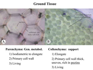 Ground Tissue
Parenchyma: Gen. metabol.
1) Isodiametric to elongate
2) Primary cell wall
3) Living
Collenchyma: support
1) Elongate
2) Primary cell wall thick,
uneven, rich in pectins
3) Living
 
