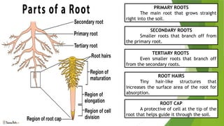 Tertiary Roots Plant-Anatomy. How plant grow and it's processed.pptx