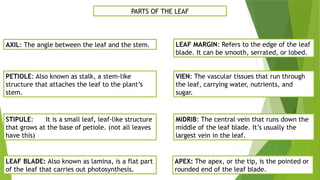 Plant-Anatomy. How plant grow and it's processed.pptx