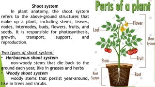 Plant-Anatomy. How plant grow and it's processed.pptx