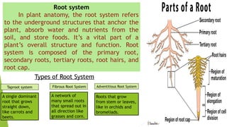 Tertiary Roots Plant-Anatomy. How plant grow and it's processed.pptx