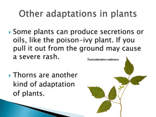 Some plants can produce secretions or oils, like the poison-ivy plant. If you pull it out from the ground may cause a severe rash.Thorns are another   kind of adaptation   of plants.Other adaptations in plants