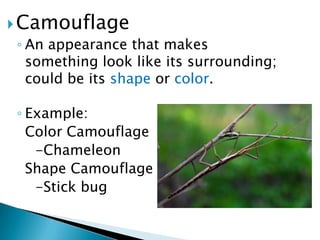 CamouflageAn appearance that makes something look like its surrounding; could be its shape or color.Example:	Color Camouflage 		-Chameleon	Shape Camouflage 		-Stick bug