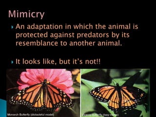 Mimicry An adaptation in which the animal is protected against predators by its resemblance to another animal. It looks like, but it’s not!!