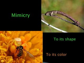 MimicryTo its shapeTo its color