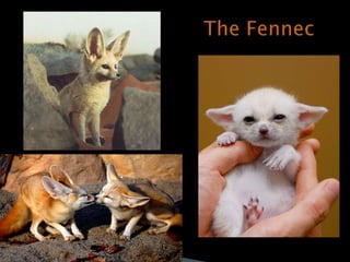 The Fennec