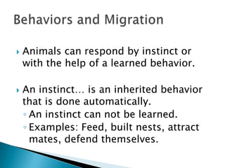 Animals can respond by instinct or with the help of a learned behavior.An instinct… is an inherited behavior that is done automatically.An instinct can not be learned.Examples: Feed, built nests, attract mates, defend themselves.Behaviors and Migration