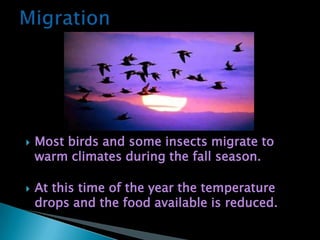 MigrationMost birds and some insects migrate to warm climates during the fall season. At this time of the year the temperature drops and the food available is reduced.