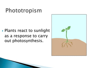 PhototropismPlants react to sunlight   as a response to carry out photosynthesis.