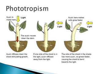 Phototropism