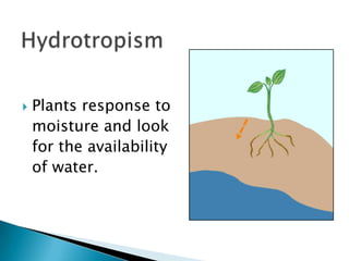 HydrotropismPlants response to   moisture and look   for the availability   of water.