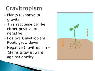 Plants response to gravity.This response can be either positive or negative.Positive Gravitropism -Roots grow down Negative Gravitropism –   Stems grow upward against gravity.Gravitropism