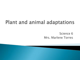 Plant and animal adaptations Science 6 Mrs. Marlene Torres 