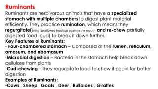 Rumen Example zzzzzzzzzzzPLANT-AND-ANIMAL-NUTRITION.pptx