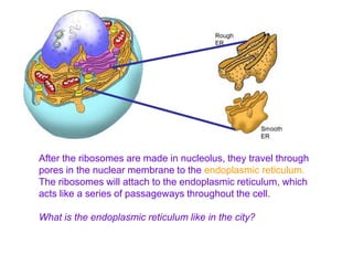 Plant animal cells | PPTX