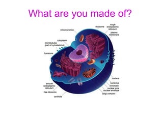 What are you made of?
The building blocks inside you
 