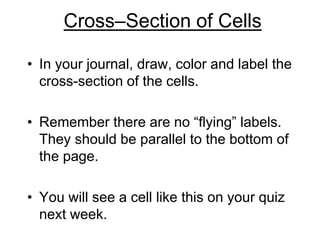 Cross–Section of Cells
• In your journal, draw, color and label the
cross-section of the cells.
• Remember there are no “flying” labels.
They should be parallel to the bottom of
the page.
• You will see a cell like this on your quiz
next week.

 