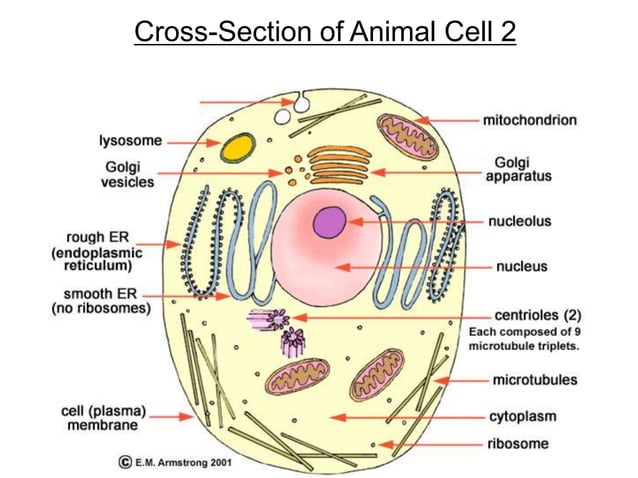 Cross-Section of labeled Plant and Animal Cell | PPTX