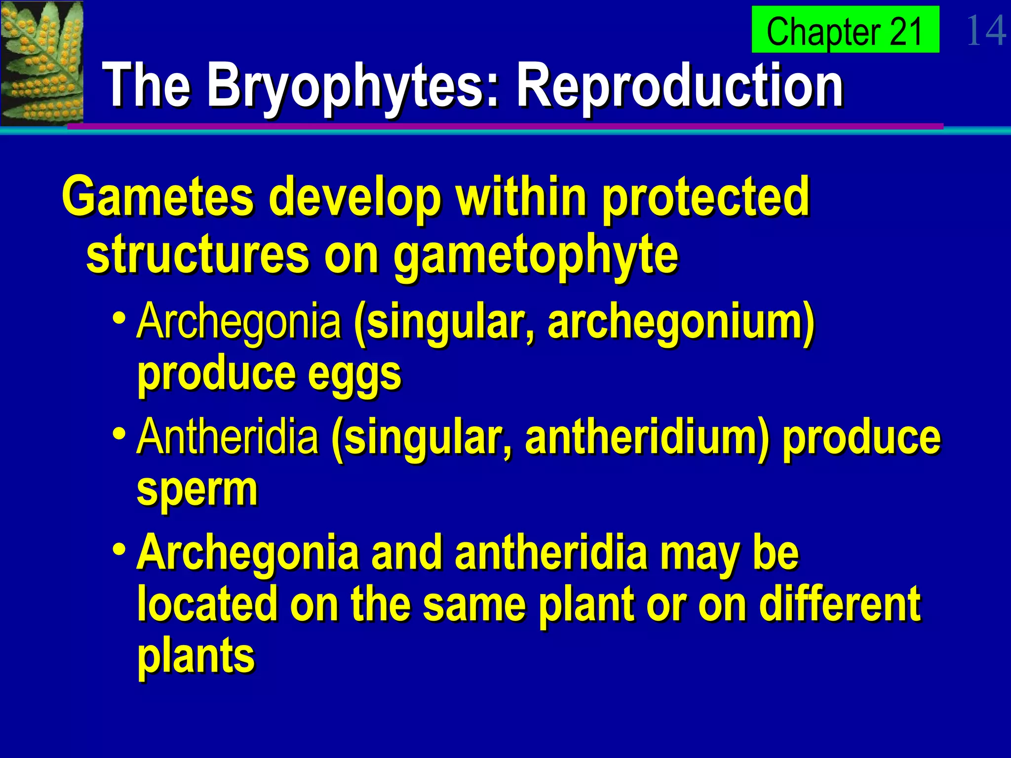 The Bryophytes: Reproduction Gametes develop within protected structures on gametophyte Archegonia  (singular, archegonium) produce eggs Antheridia  (singular, antheridium) produce sperm Archegonia and antheridia may be located on the same plant or on different plants 