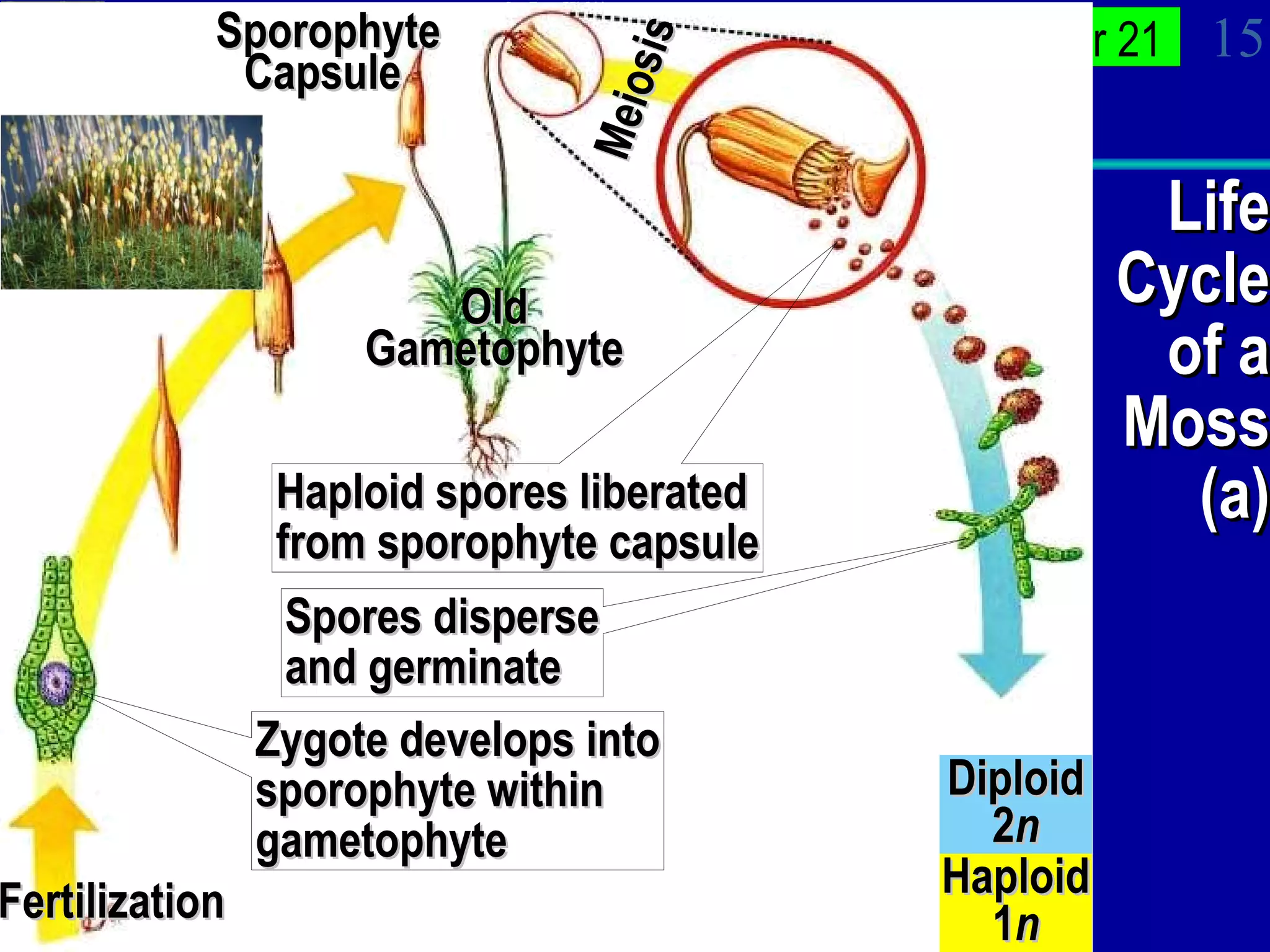 Life Cycle of a Moss (a) Zygote develops into sporophyte within gametophyte Sporophyte Capsule  Fertilization  Meiosis  Haploid spores liberated from sporophyte capsule Old Gametophyte Spores disperse and germinate Haploid 1 n Diploid 2 n 