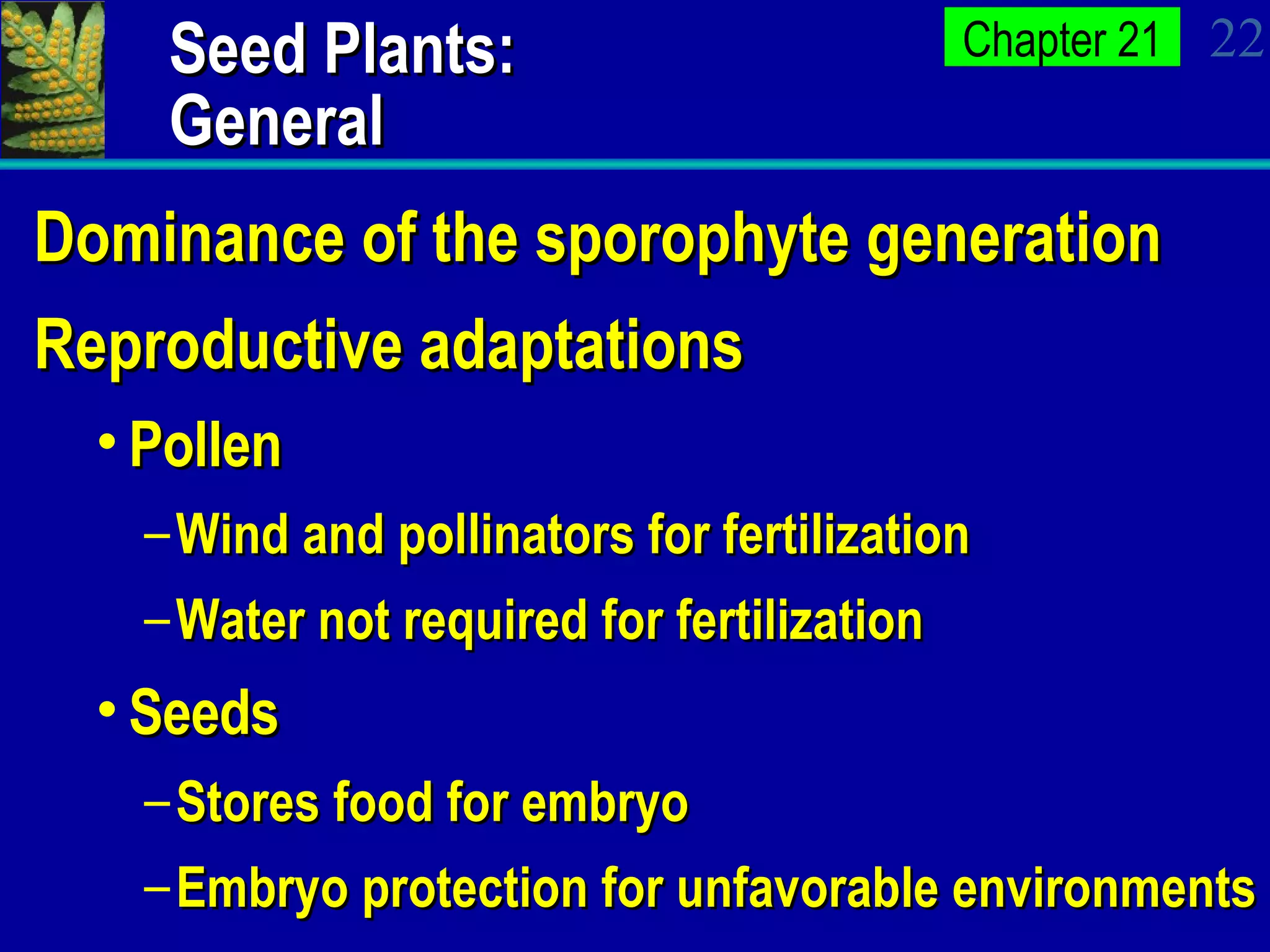 Seed Plants: General Dominance of the sporophyte generation Reproductive adaptations Pollen  Wind and pollinators for fertilization Water not required for fertilization Seeds Stores food for embryo Embryo protection for unfavorable environments 