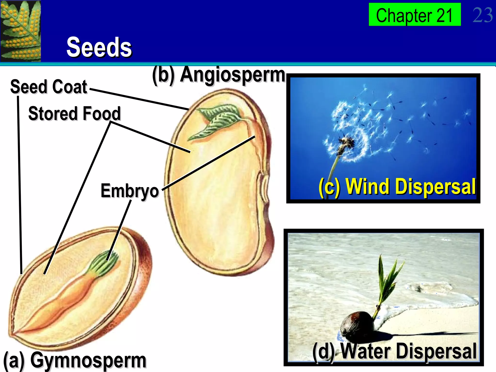 Seeds (a) Gymnosperm (d) Water Dispersal (c) Wind Dispersal Stored Food Embryo Seed Coat (b) Angiosperm 