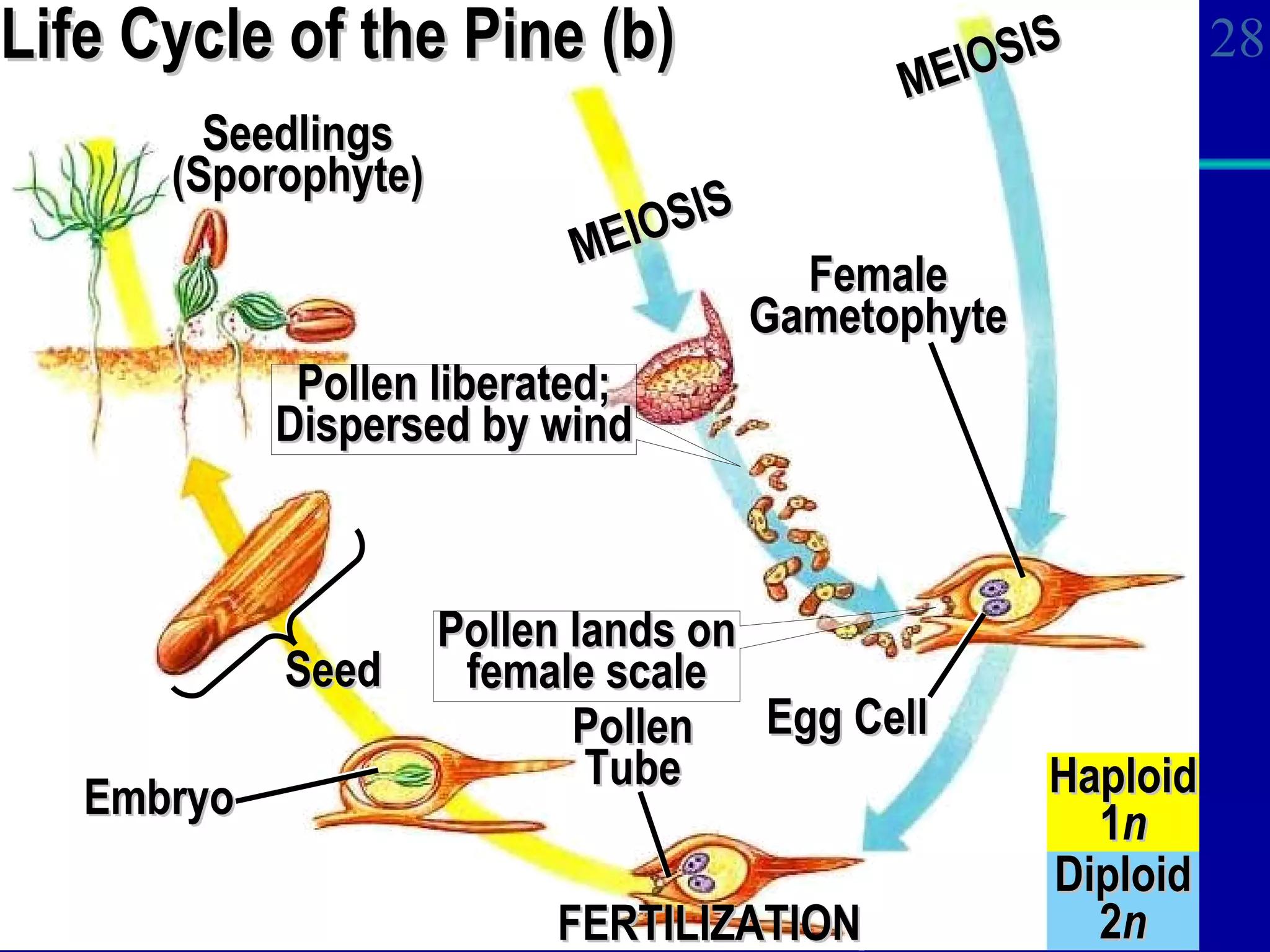 Life Cycle of the Pine (b) Haploid 1 n Diploid 2 n MEIOSIS Pollen liberated; Dispersed by wind MEIOSIS Seedlings (Sporophyte) Egg Cell Female Gametophyte Pollen lands on female scale Pollen Tube FERTILIZATION Seed Embryo 