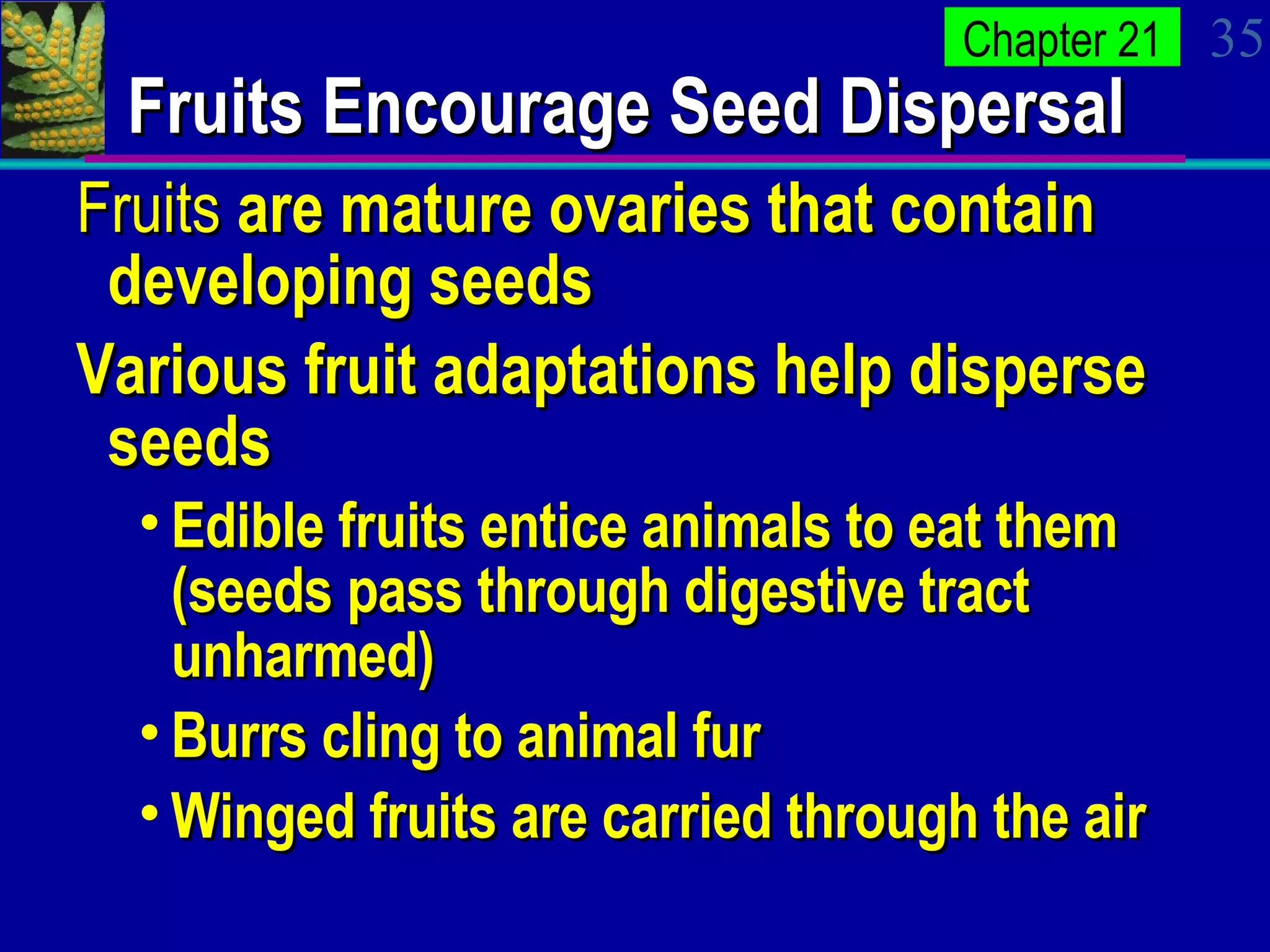 Fruits Encourage Seed Dispersal Fruits  are mature ovaries that contain developing seeds Various fruit adaptations help disperse seeds Edible fruits entice animals to eat them (seeds pass through digestive tract unharmed) Burrs cling to animal fur Winged fruits are carried through the air 
